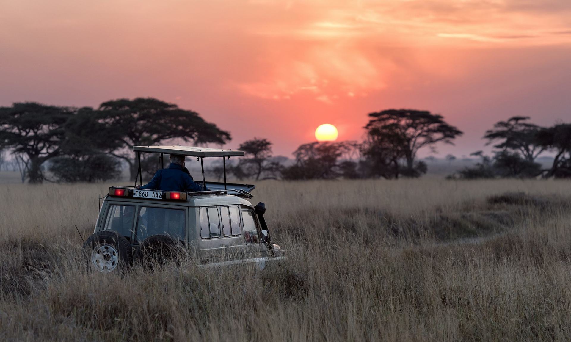 Safari at sunset